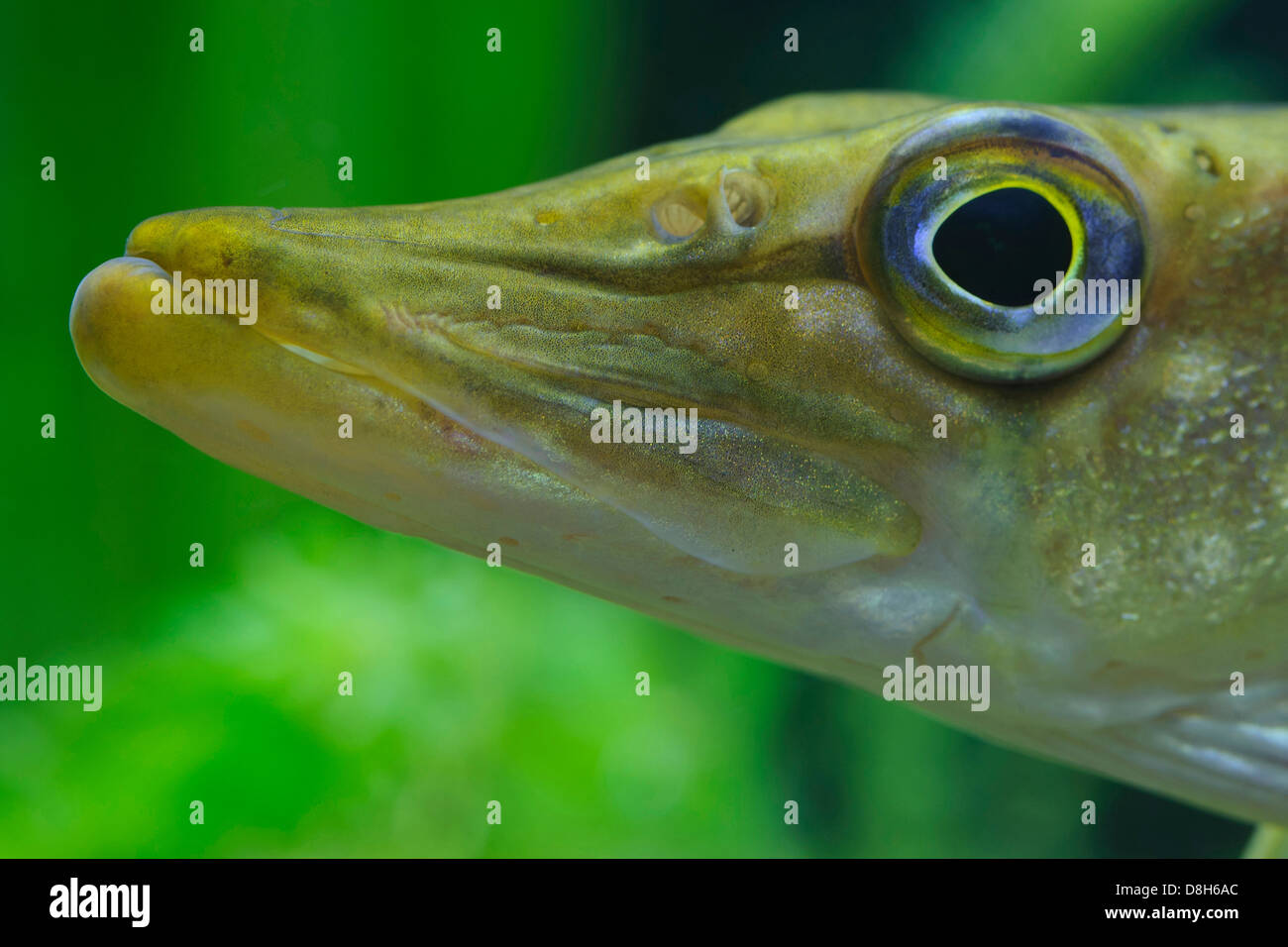 Le grand brochet, Esox lucius, Allemagne Banque D'Images
