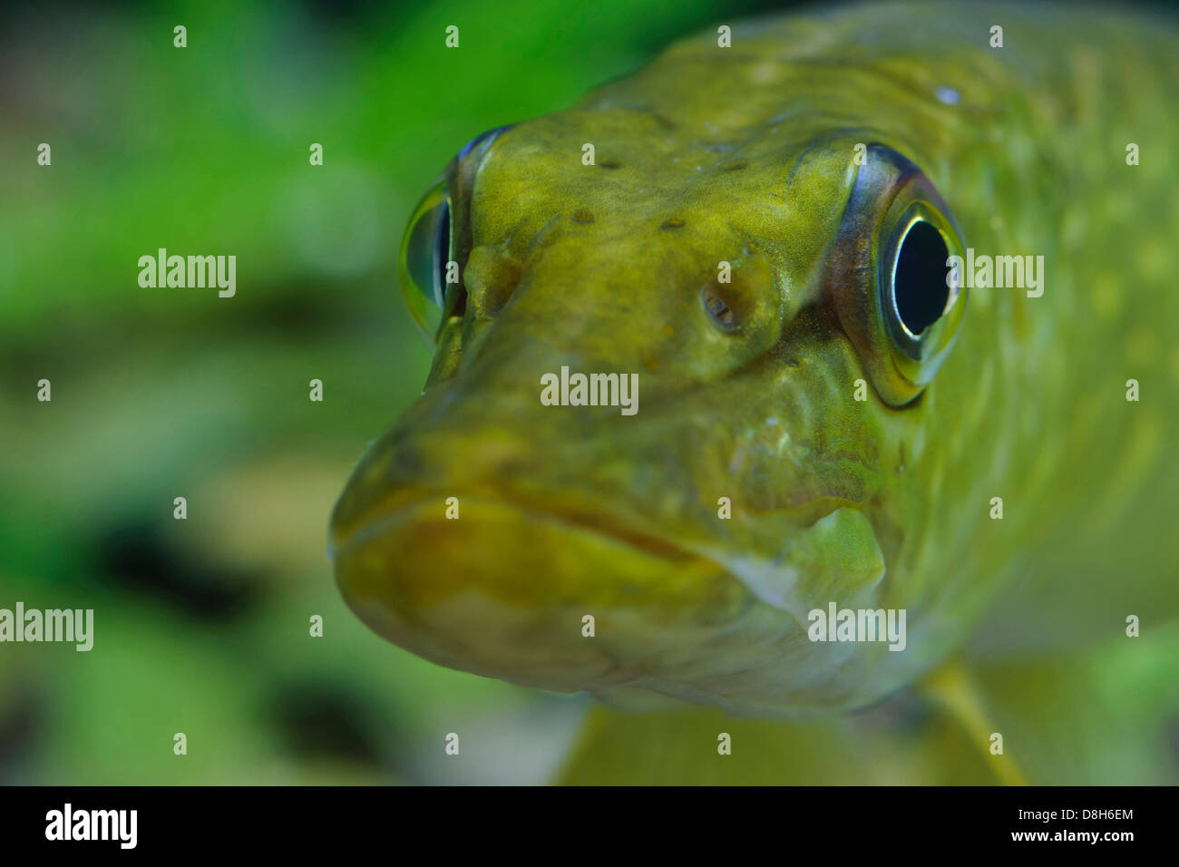 Le grand brochet, Esox lucius, Allemagne Banque D'Images