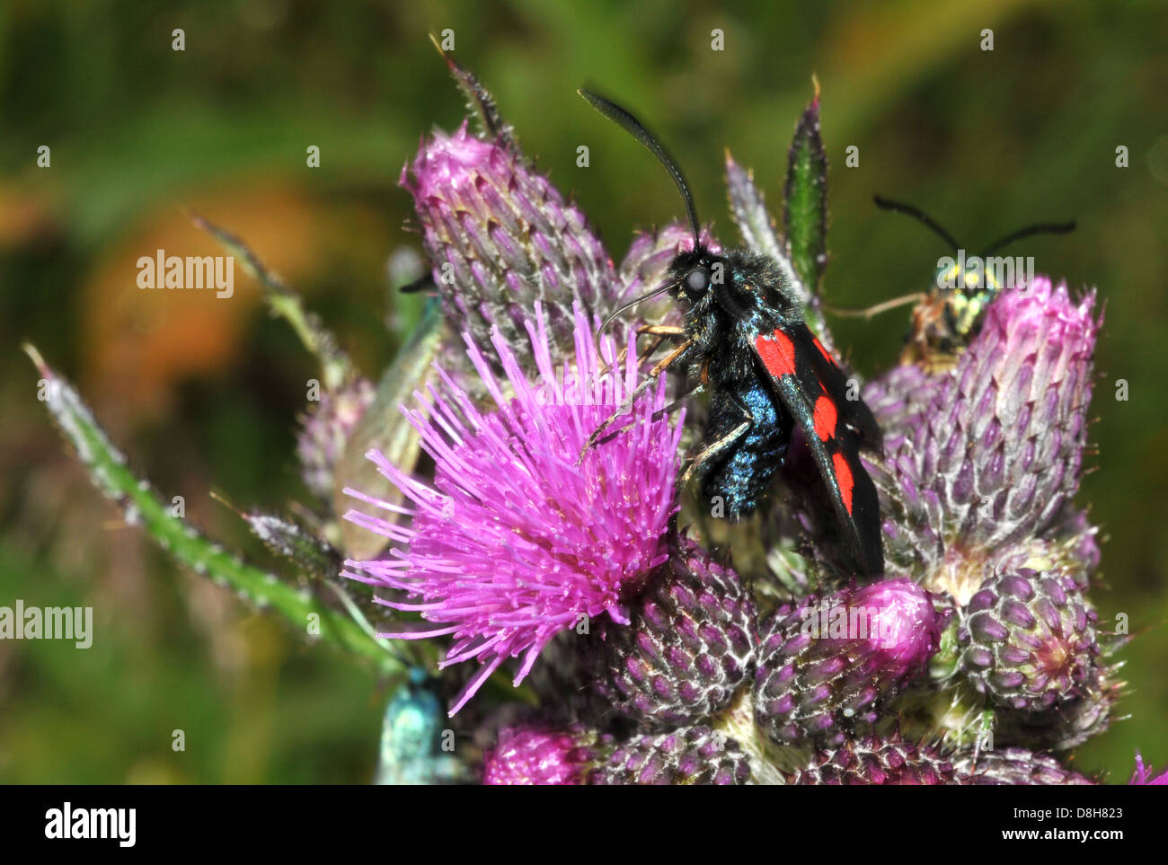 Au chardon Banque D'Images
