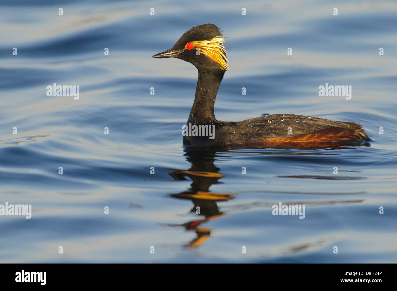 Grèbe à cou noir Podiceps nigricollis,, goldenstedter Moor, Basse-Saxe, Allemagne Banque D'Images