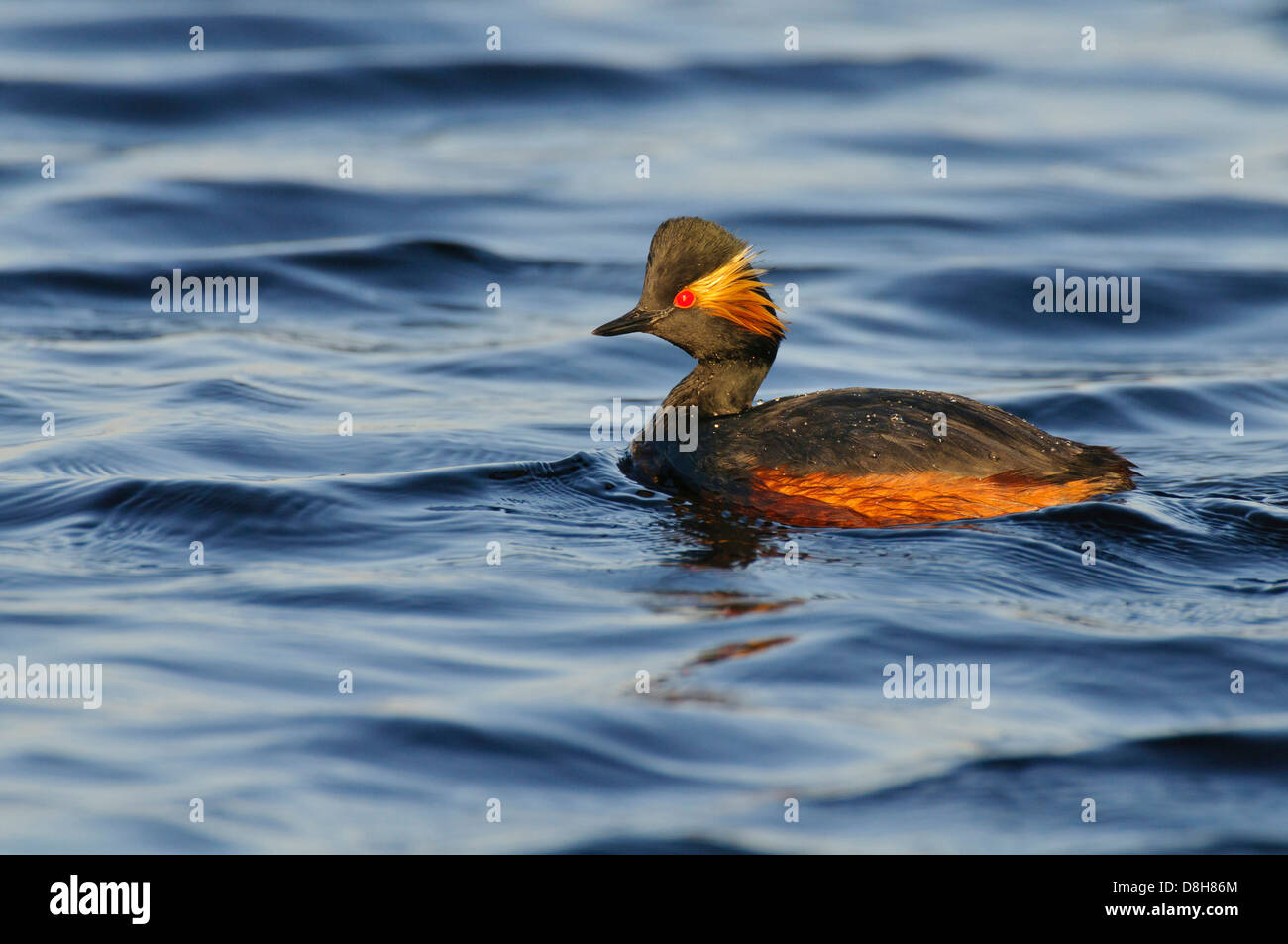 Grèbe à cou noir Podiceps nigricollis,, goldenstedter Moor, Basse-Saxe, Allemagne Banque D'Images