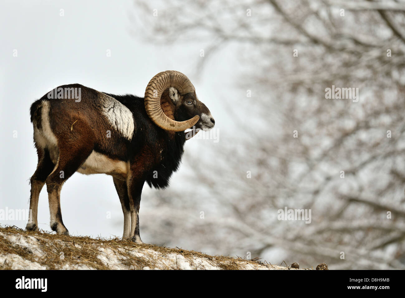 Mouflon européen Banque D'Images