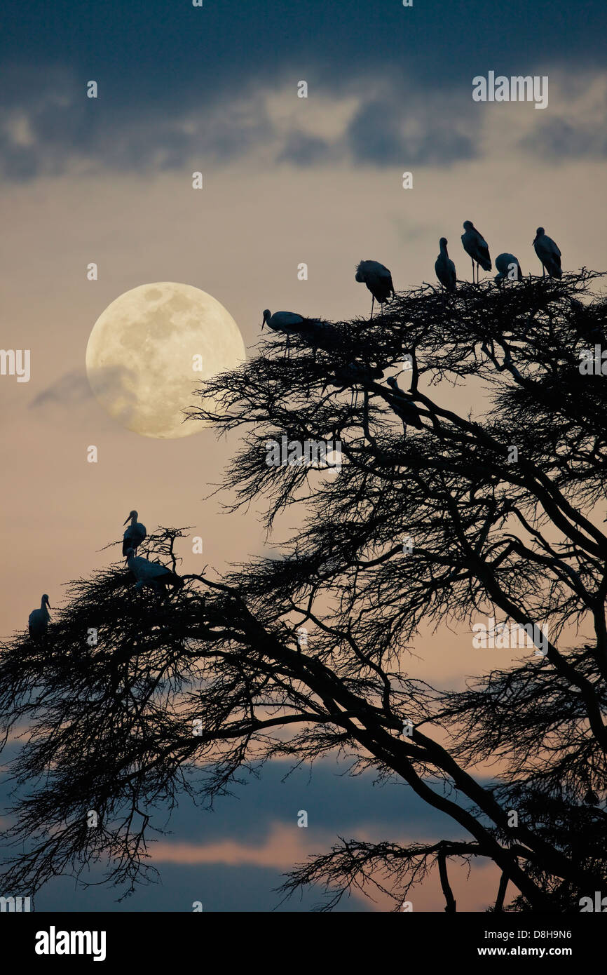 Acacia avec white storks européenne au coucher du soleil.Le nord du Kenya Banque D'Images