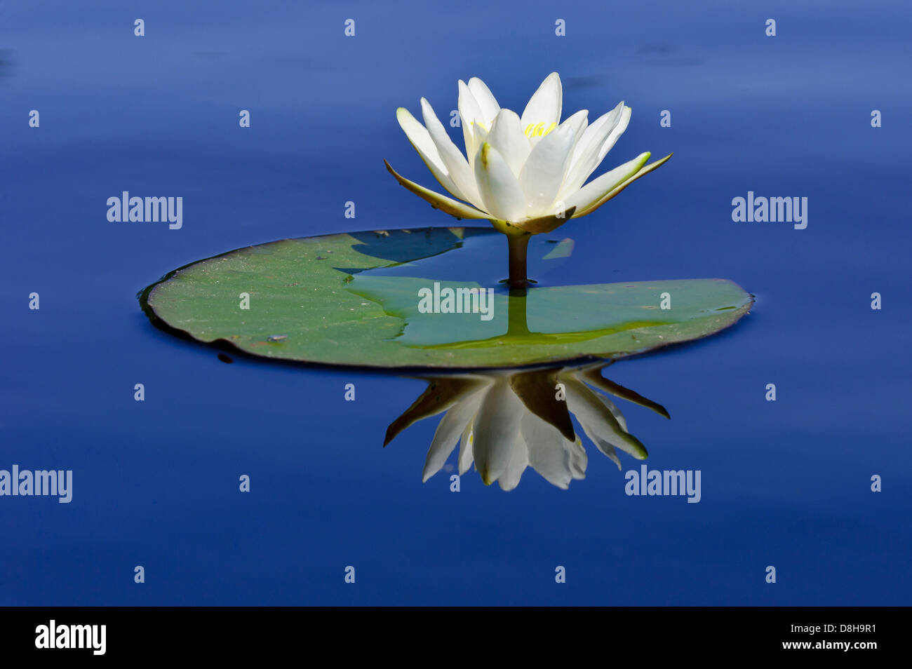 Water Lily, goldenstedter Moor, Basse-Saxe, Allemagne Banque D'Images