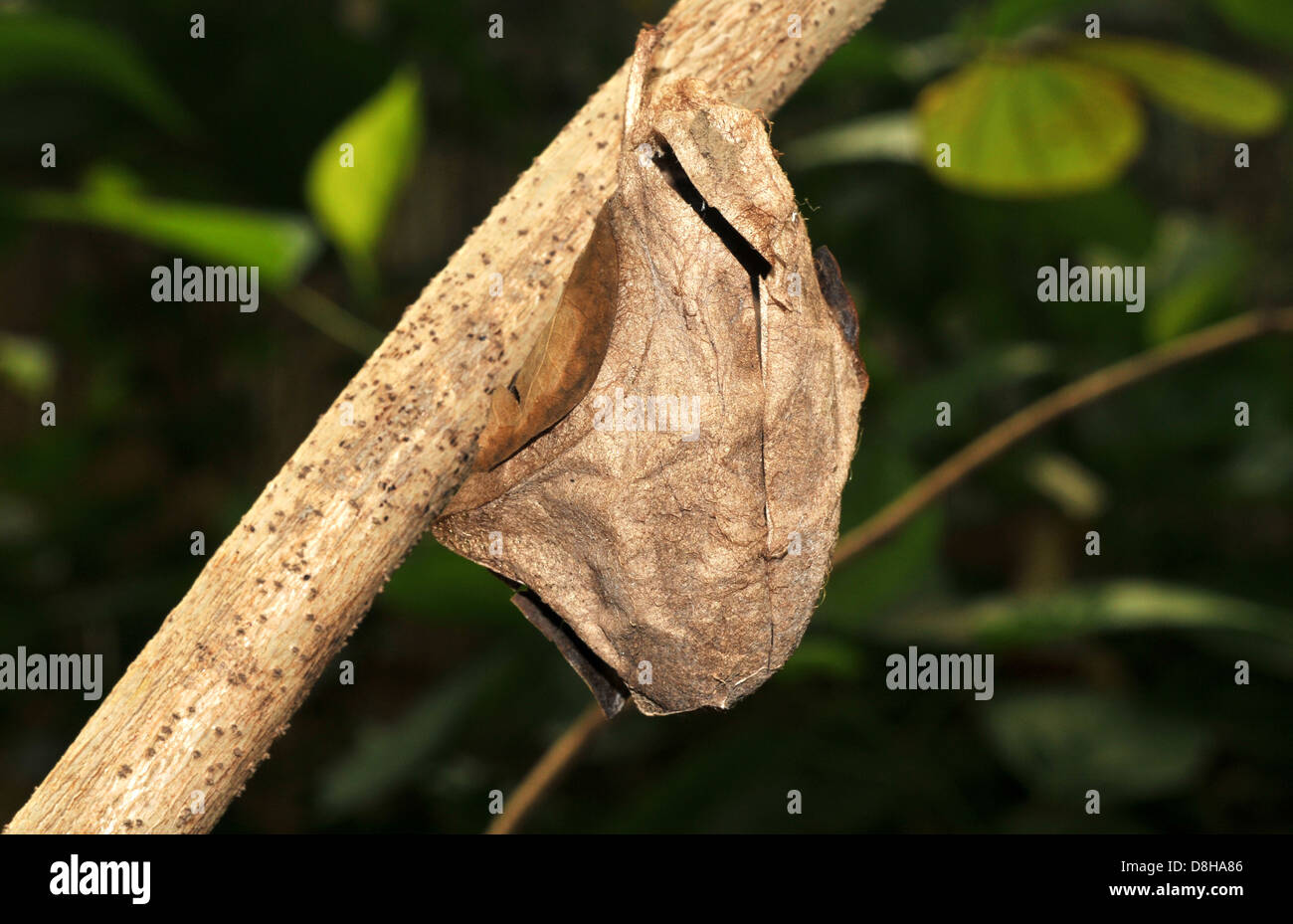 Cocon de papillon Banque D'Images
