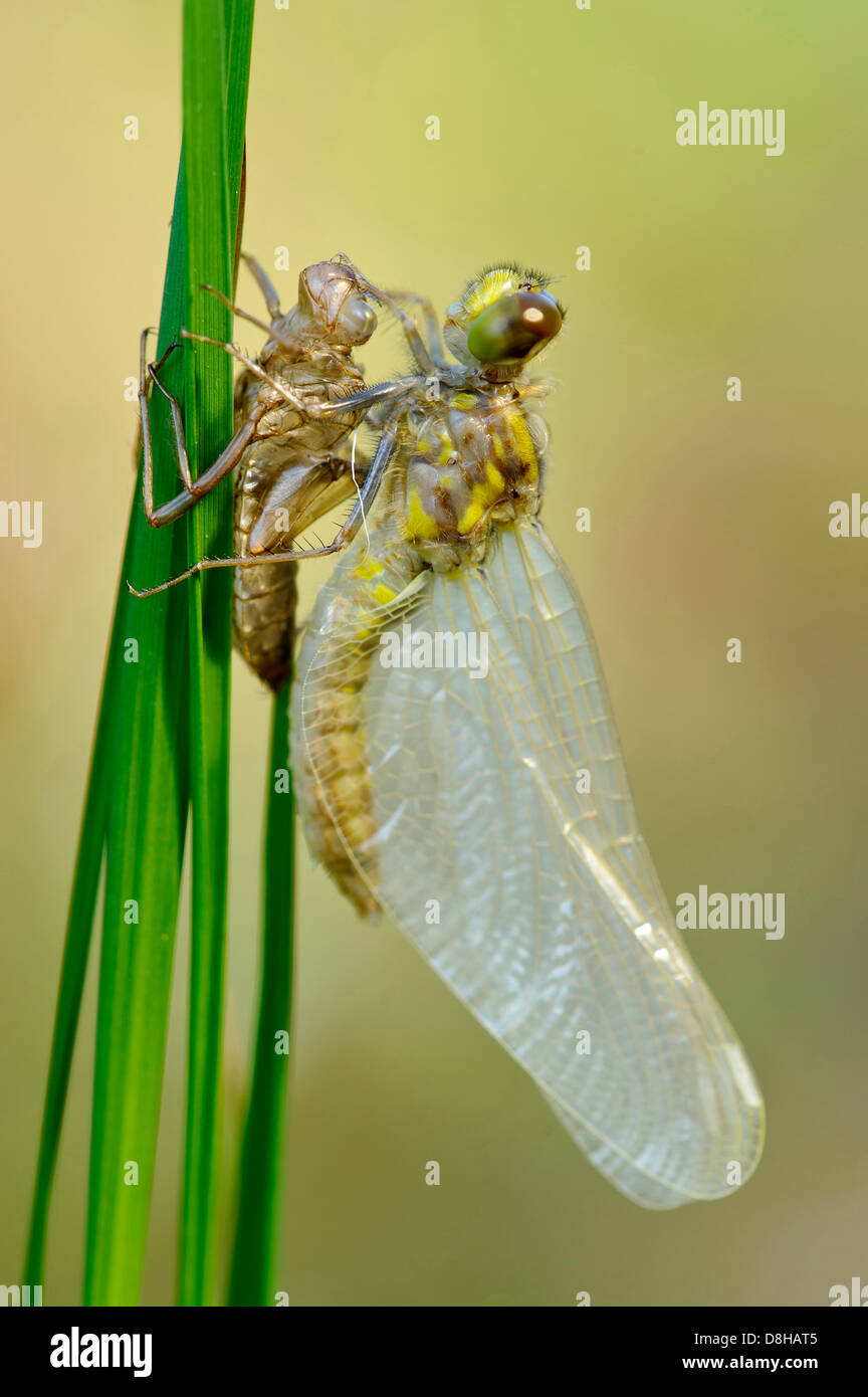 Metamorphose d'un four-spotted chaser, Libellula quadrimaculata, goldenstedter moor, Niedersachsen, Allemagne Banque D'Images