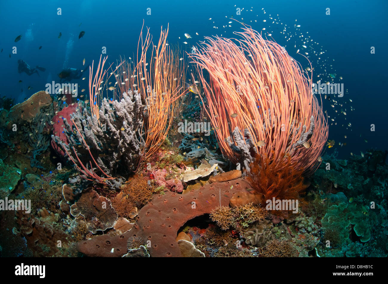 fouet de la mer Banque D'Images