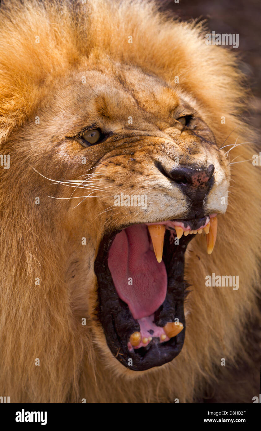 Portrait of Male Lion grondant Banque D'Images