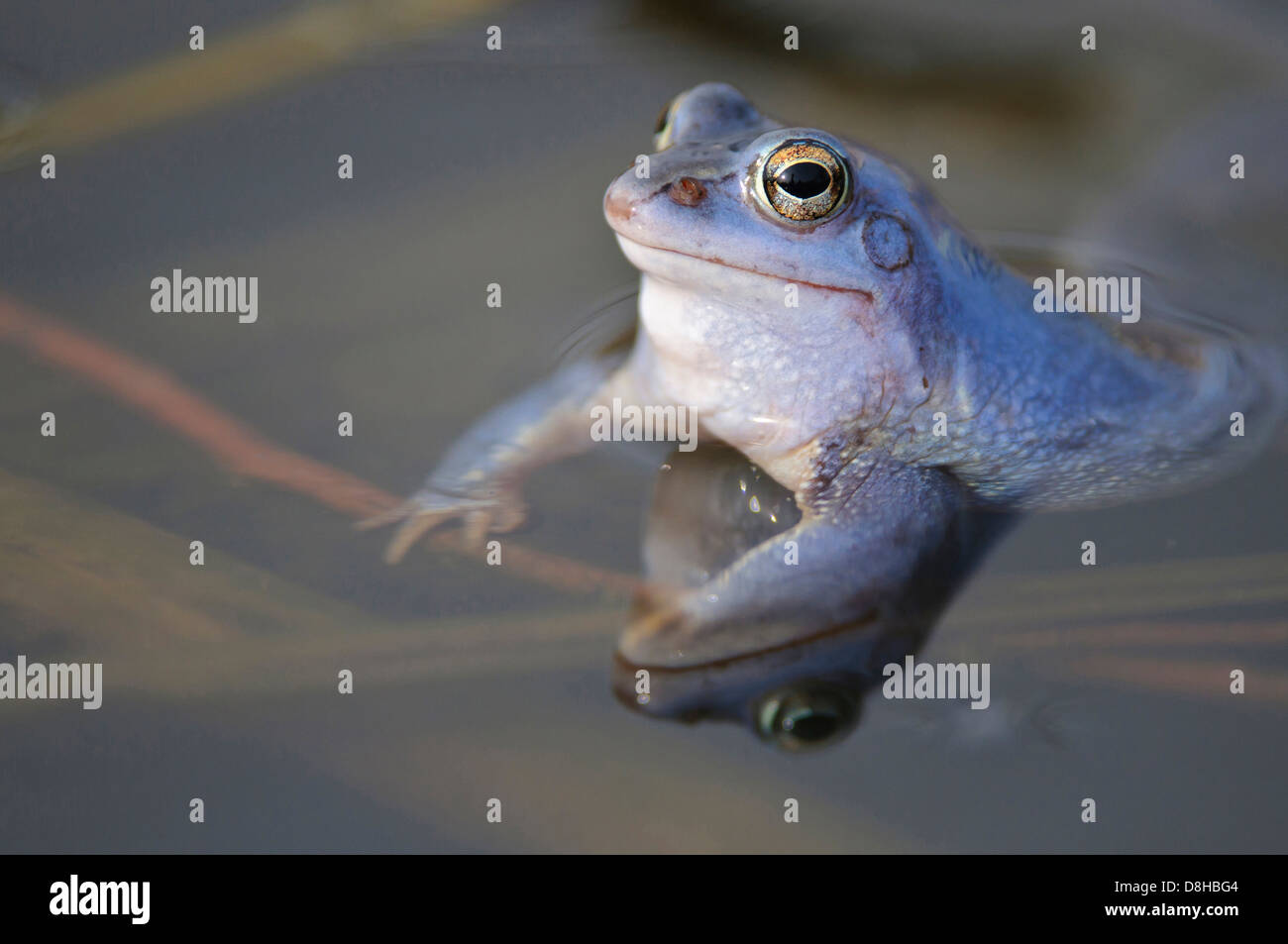 Moor frog, homme à la saison des amours, Rana arvalis, Basse-Saxe, Allemagne Banque D'Images