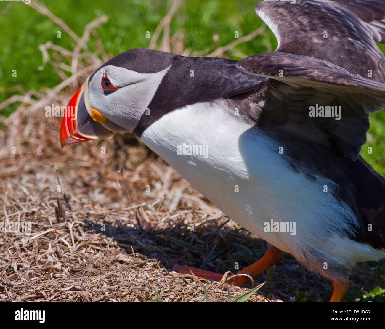Macareux moine (Fratercula arctica), pays de Galles, l'île de Skomer Banque D'Images