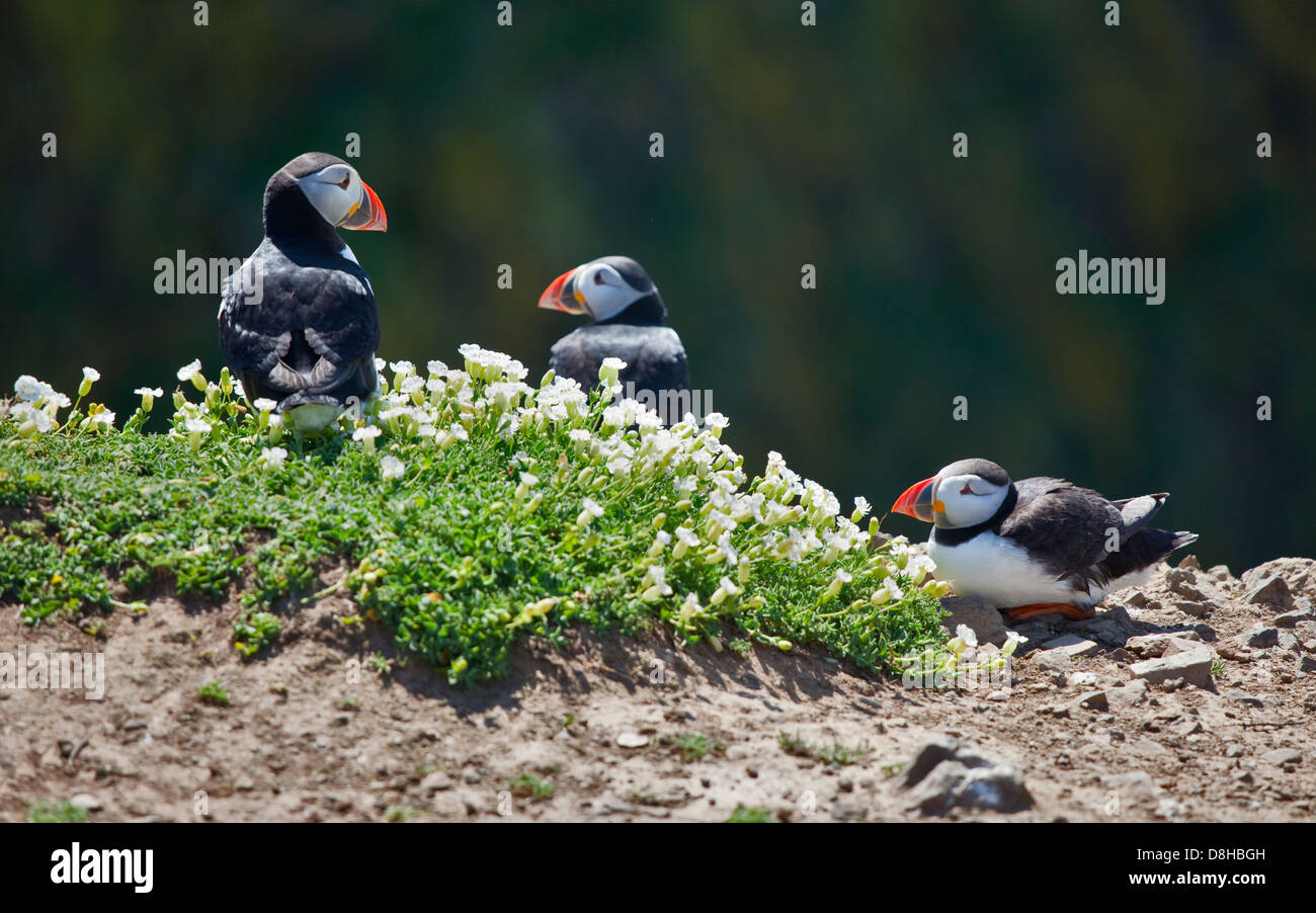 Le Macareux moine (Fratercula arctica), pays de Galles, l'île de Skomer Banque D'Images