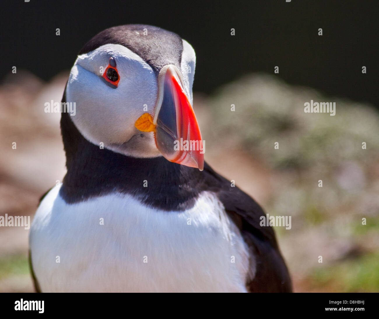 Macareux moine (Fratercula arctica), pays de Galles, l'île de Skomer Banque D'Images