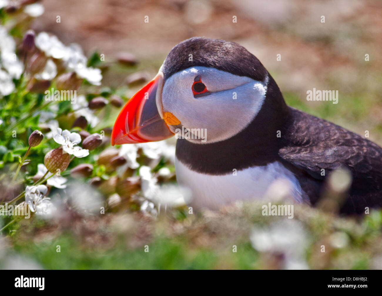 Macareux moine (Fratercula arctica), pays de Galles, l'île de Skomer Banque D'Images