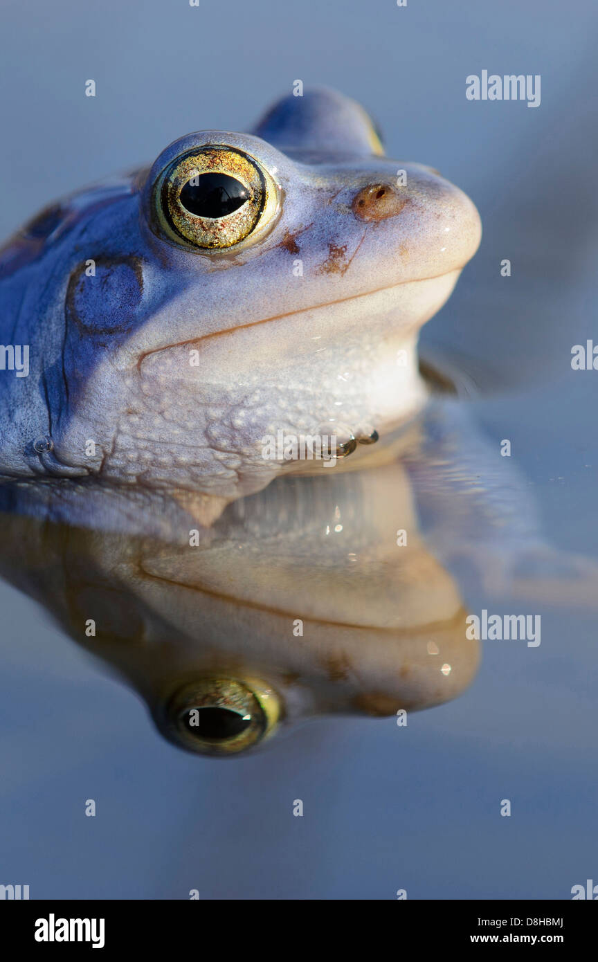 Moor frog, homme à la saison des amours, Rana arvalis, Basse-Saxe, Allemagne Banque D'Images