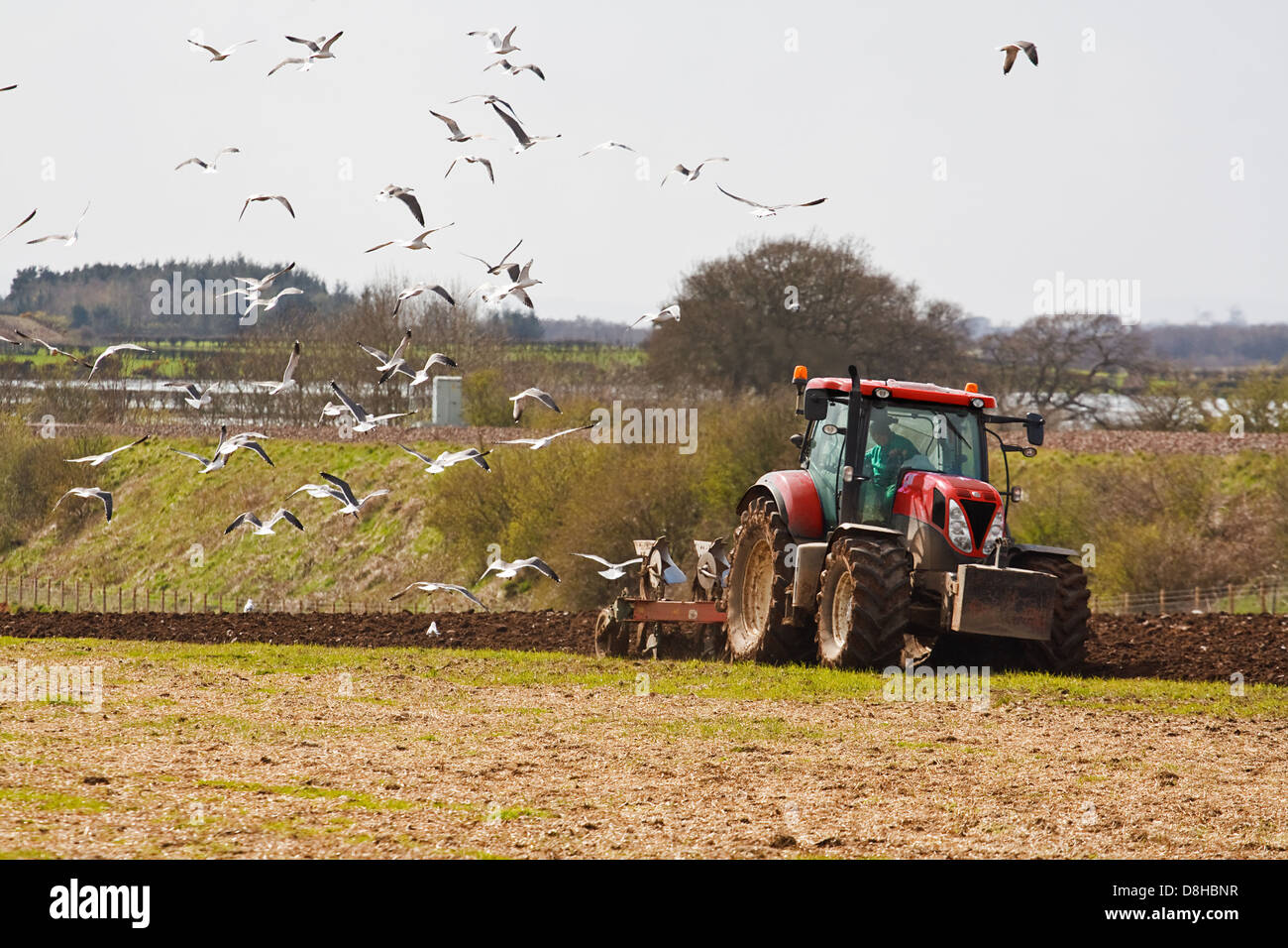 Scène agricole d'un agriculteur labourant un champ prêt pour de nouvelles cultures au printemps avec les oiseaux de mer se nourrissent de l'exposé de vers Banque D'Images