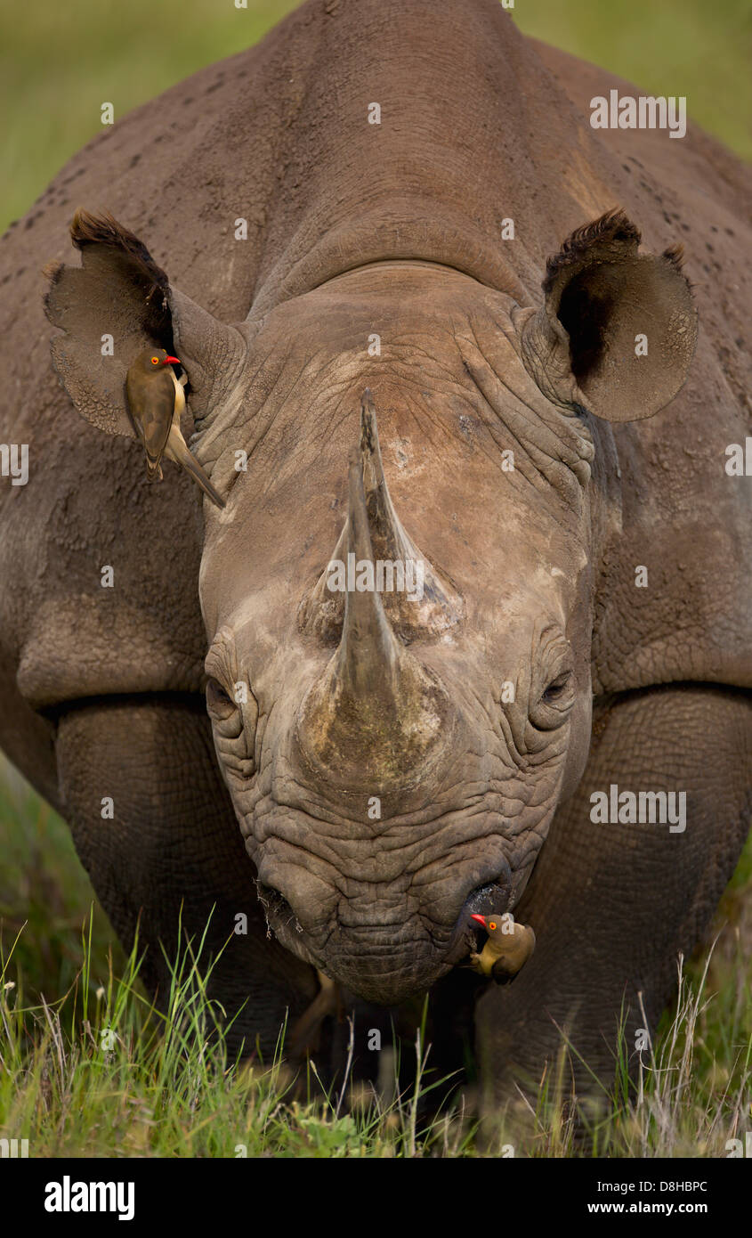 Red-billed oxpecker(Buphagus erythrorhynchus) sur le rhinocéros noir (Diceros bicornis) au Kenya. Banque D'Images Red-billed oxpecker(Buphagus erythrorhynchus) sur le rhinocéros noir (Diceros bicornis) au Kenya. Banque D'Images