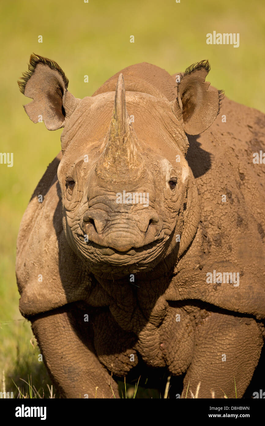 Portrait de rhinocéros noir (Diceros bicornis). Kenya Banque D'Images Portrait de rhinocéros noir (Diceros bicornis). Kenya Banque D'Images