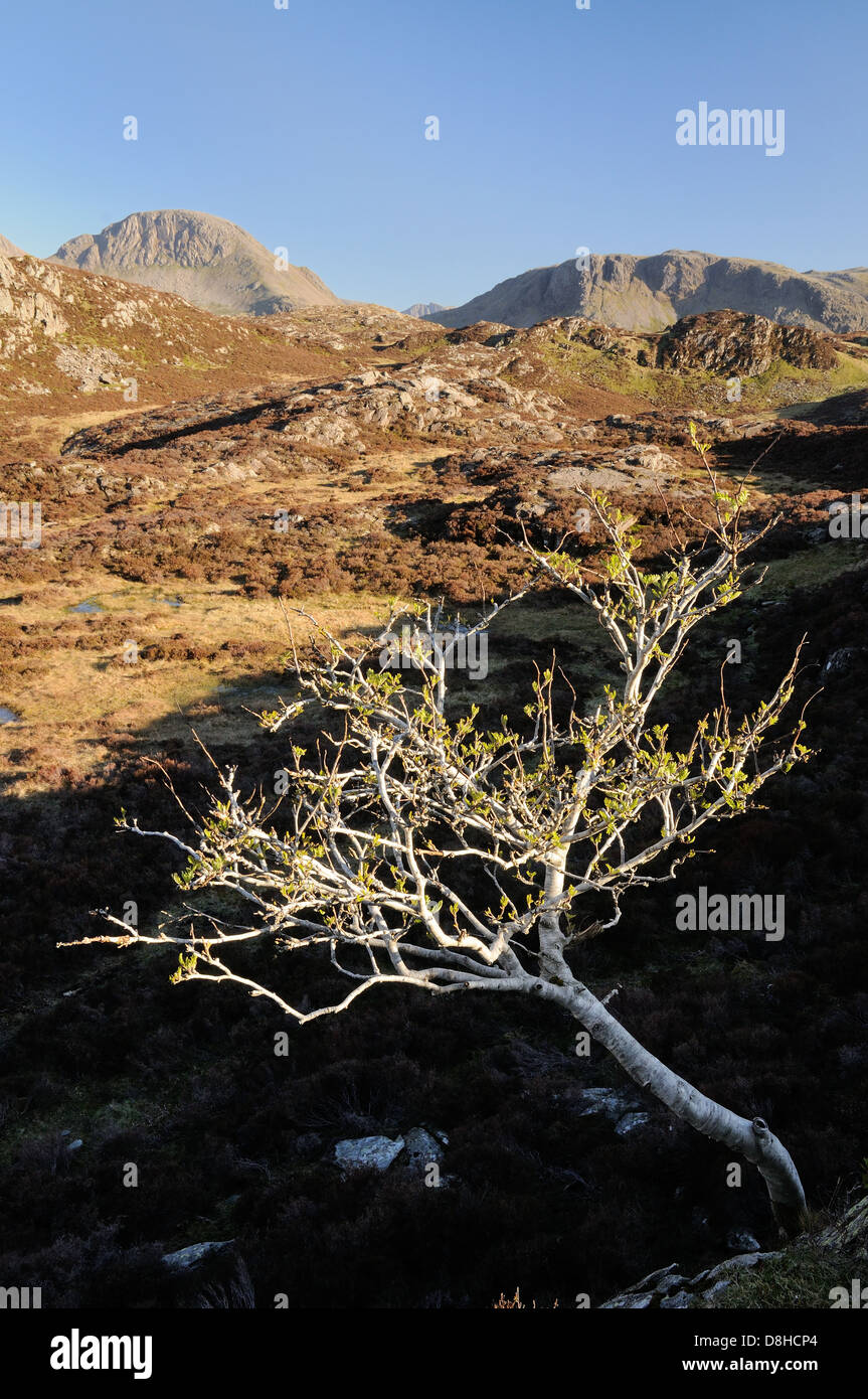 Arbre isolé sur les meules au Lake District, avec beaucoup de Gable et Kirk est tombé dans l'arrière-plan Banque D'Images