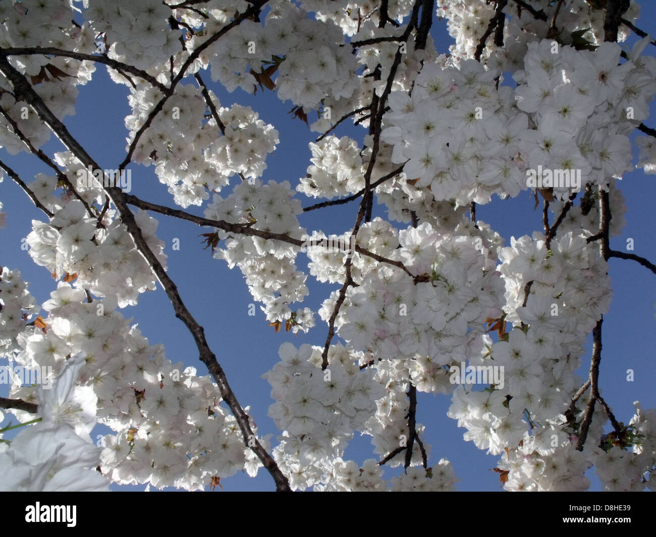 Blanc de printemps Fleur de cerisier et un super ciel bleu clair, England UK Banque D'Images