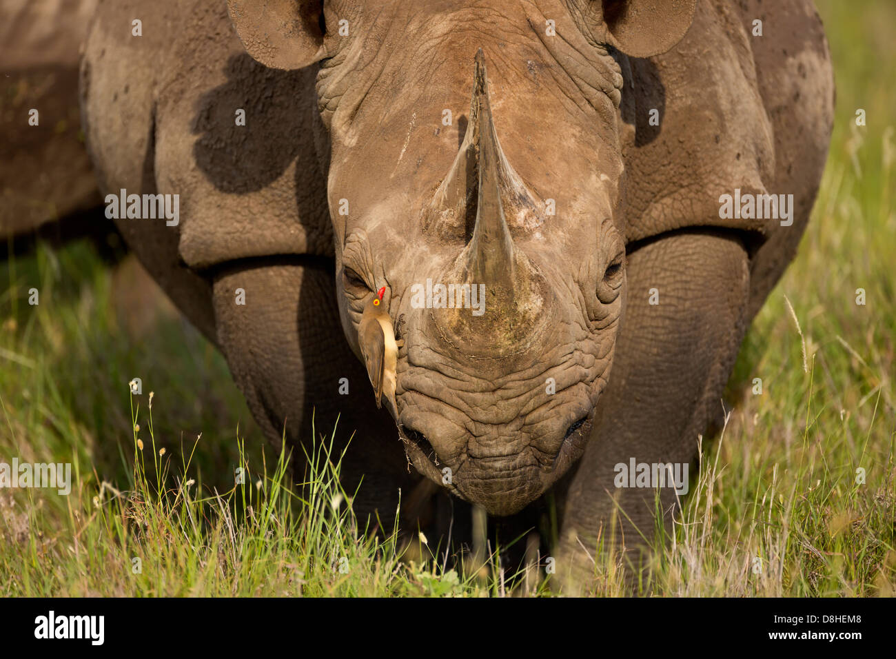 Red-billed oxpecker(Buphagus erythrorhynchus)sur le rhinocéros noir (Diceros bicornis) Kenya Banque D'Images Red-billed oxpecker(Buphagus erythrorhynchus)sur le rhinocéros noir (Diceros bicornis) Kenya Banque D'Images