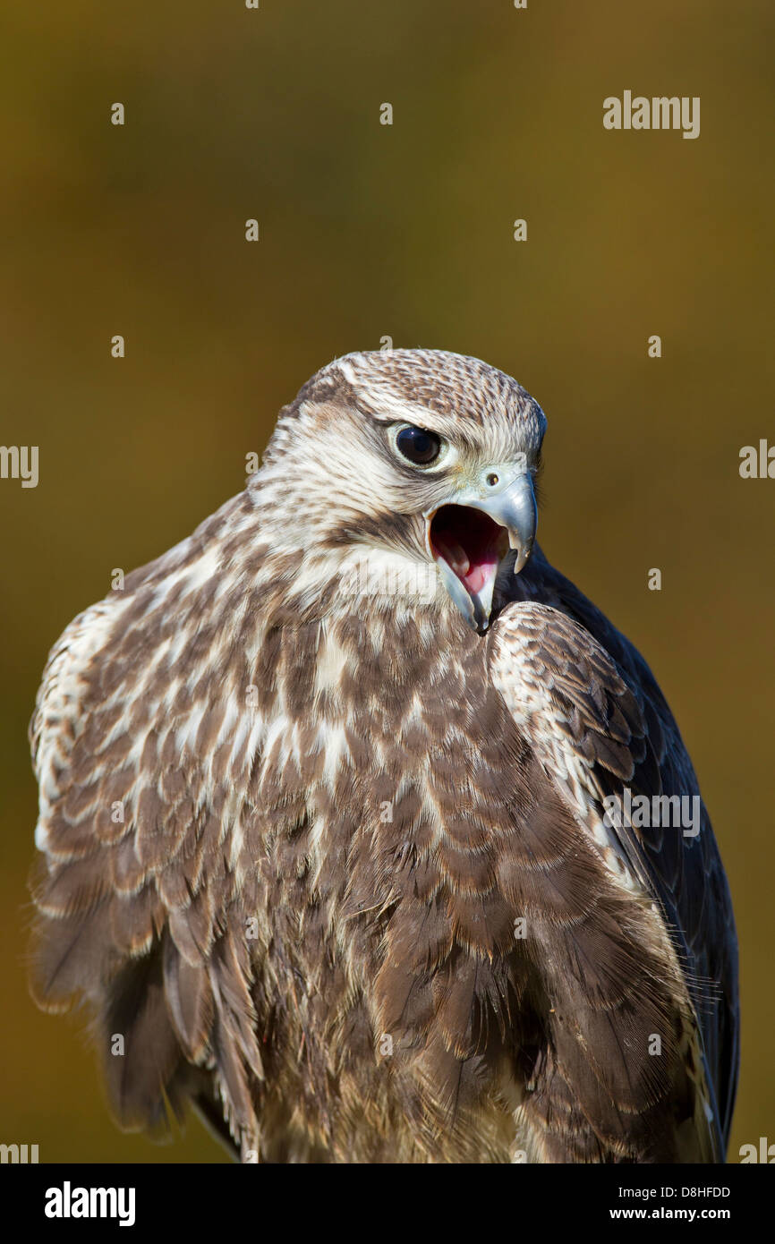 Close-up of Laggar Falcon (Falco jugger) Appelant Banque D'Images