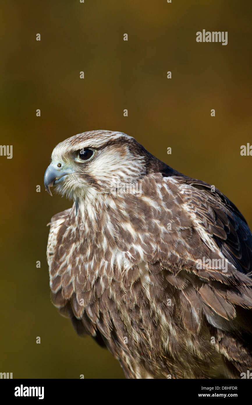 Laggar Falcon (Falco jugger) close-up Banque D'Images