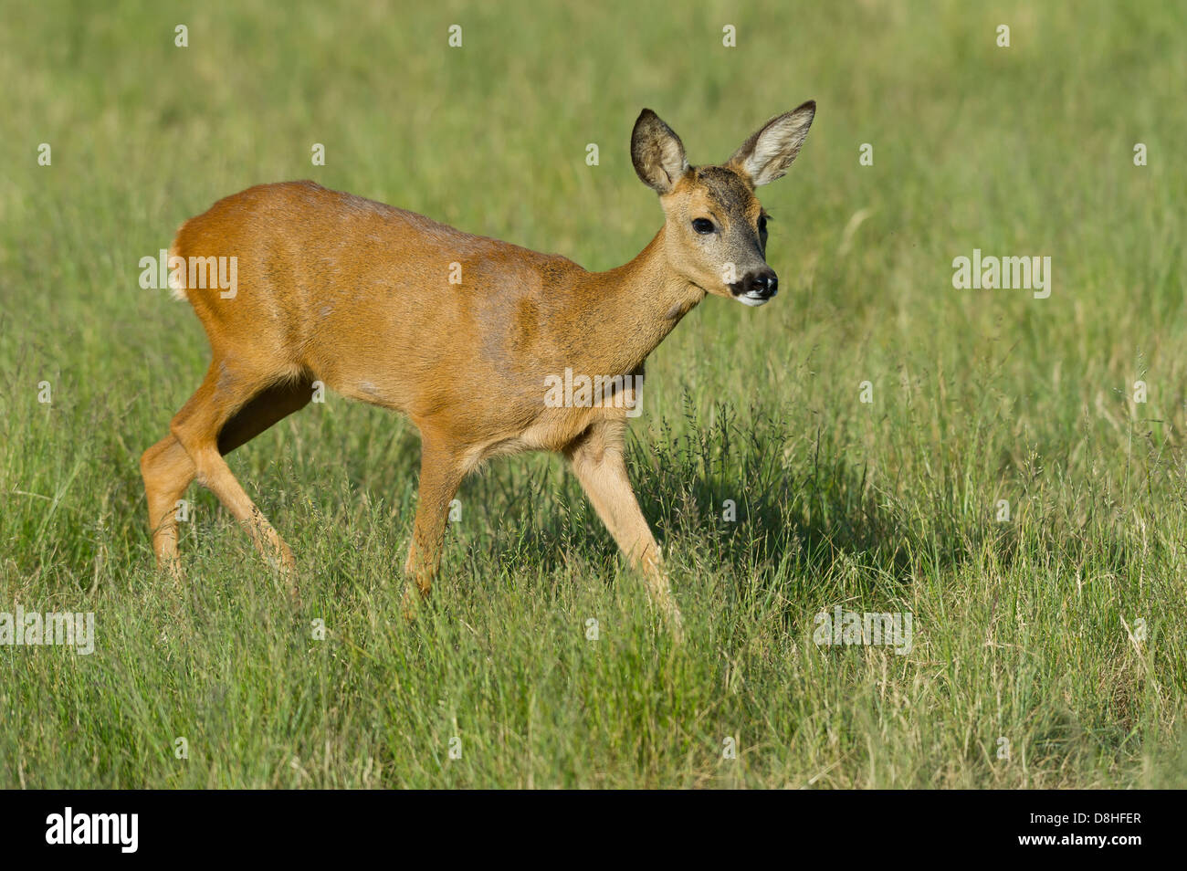 Biche, Chevreuil, Capreolus capreolus, Vechta, Niedersachsen, Allemagne Banque D'Images