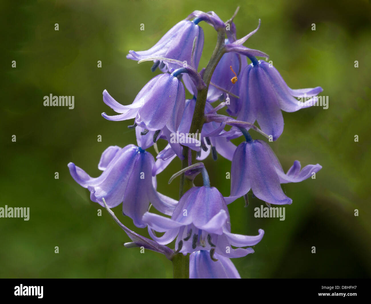 Fleur bluebell commun Banque D'Images