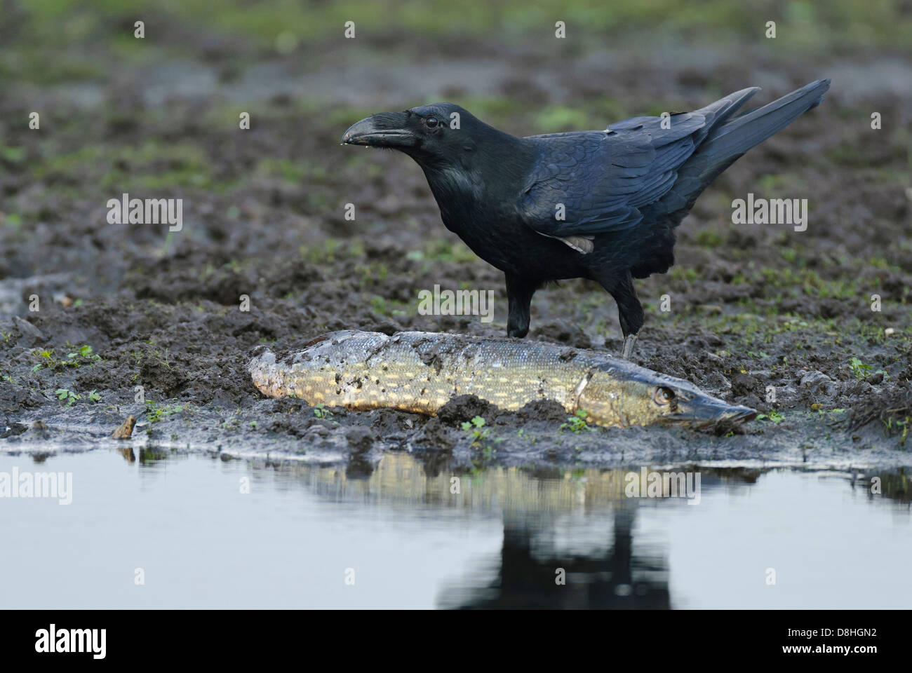 Avec le grand corbeau (Corvus corax), brochet, feldberger seenlandschaft, mecklenburg-vorpommern, Allemagne Banque D'Images Avec le grand corbeau (Corvus corax), brochet, feldberger seenlandschaft, mecklenburg-vorpommern, Allemagne Banque D'Images