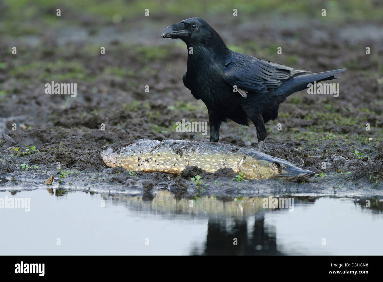 Avec le grand corbeau (Corvus corax), brochet, feldberger seenlandschaft, mecklenburg-vorpommern, Allemagne Banque D'Images Avec le grand corbeau (Corvus corax), brochet, feldberger seenlandschaft, mecklenburg-vorpommern, Allemagne Banque D'Images