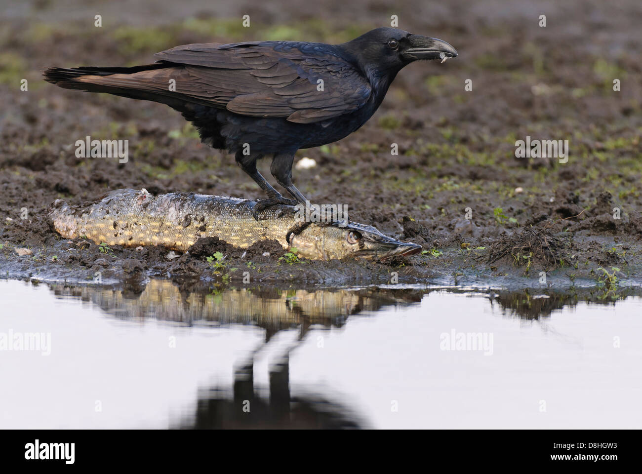 Avec le grand corbeau (Corvus corax), brochet, feldberger seenlandschaft, mecklenburg-vorpommern, Allemagne Banque D'Images Avec le grand corbeau (Corvus corax), brochet, feldberger seenlandschaft, mecklenburg-vorpommern, Allemagne Banque D'Images