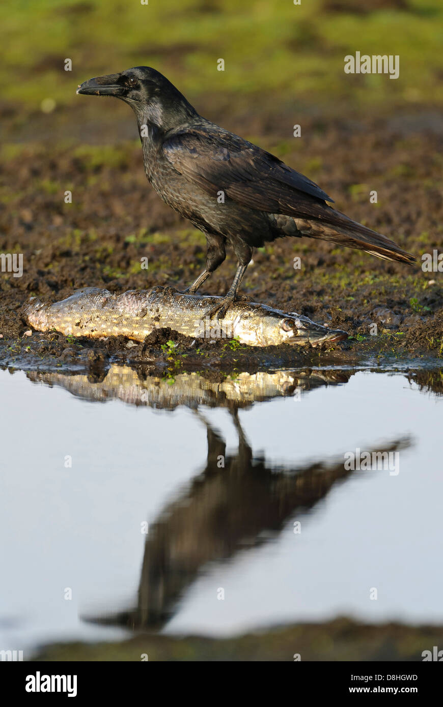 Avec le grand corbeau (Corvus corax), brochet, feldberger seenlandschaft, mecklenburg-vorpommern, Allemagne Banque D'Images Avec le grand corbeau (Corvus corax), brochet, feldberger seenlandschaft, mecklenburg-vorpommern, Allemagne Banque D'Images