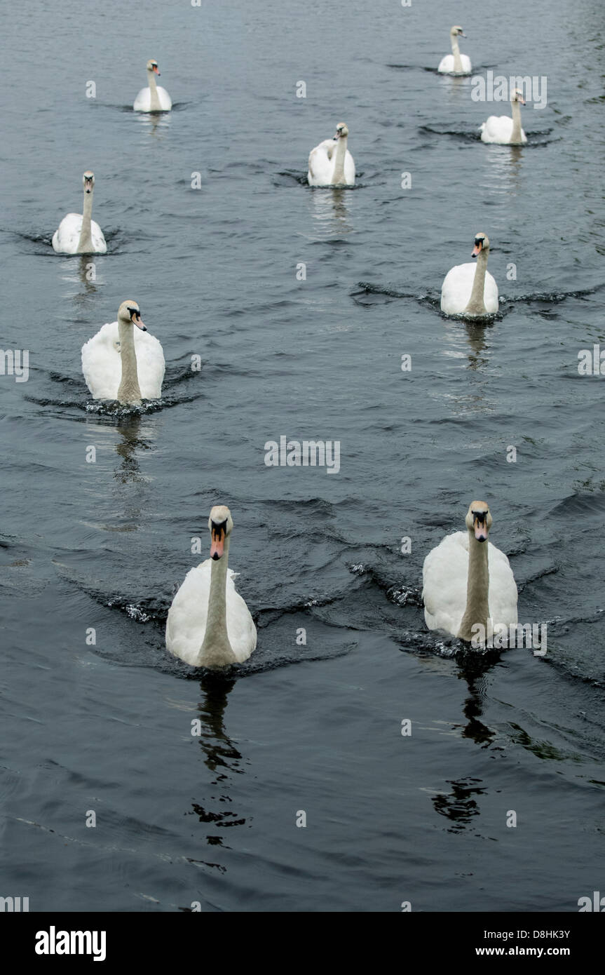 Cygnes nageant Banque D'Images