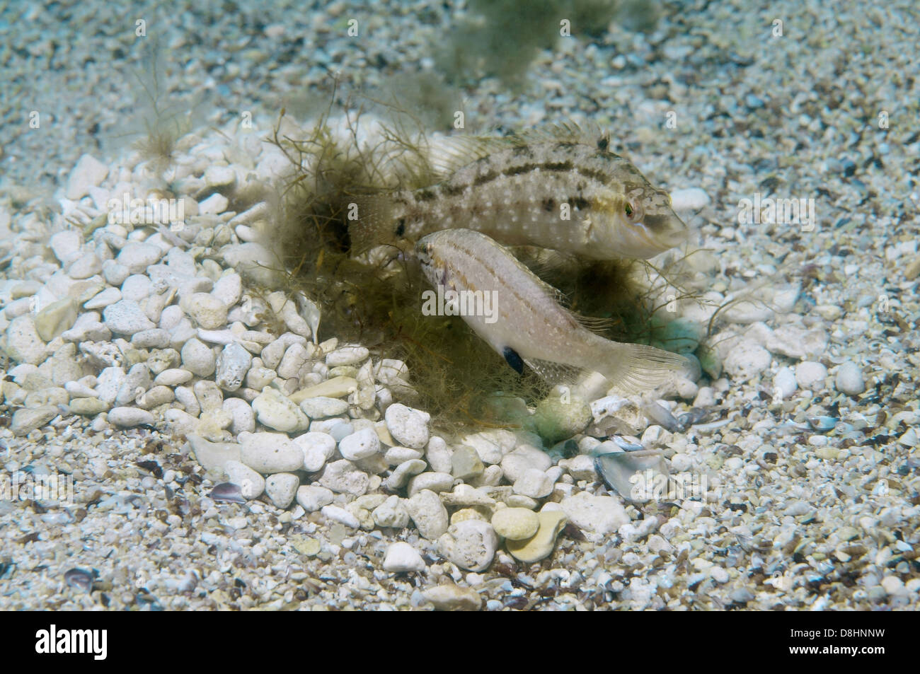 Symphodus cinereus napoléon (gris) sur le nid, de la mer Noire Banque D'Images