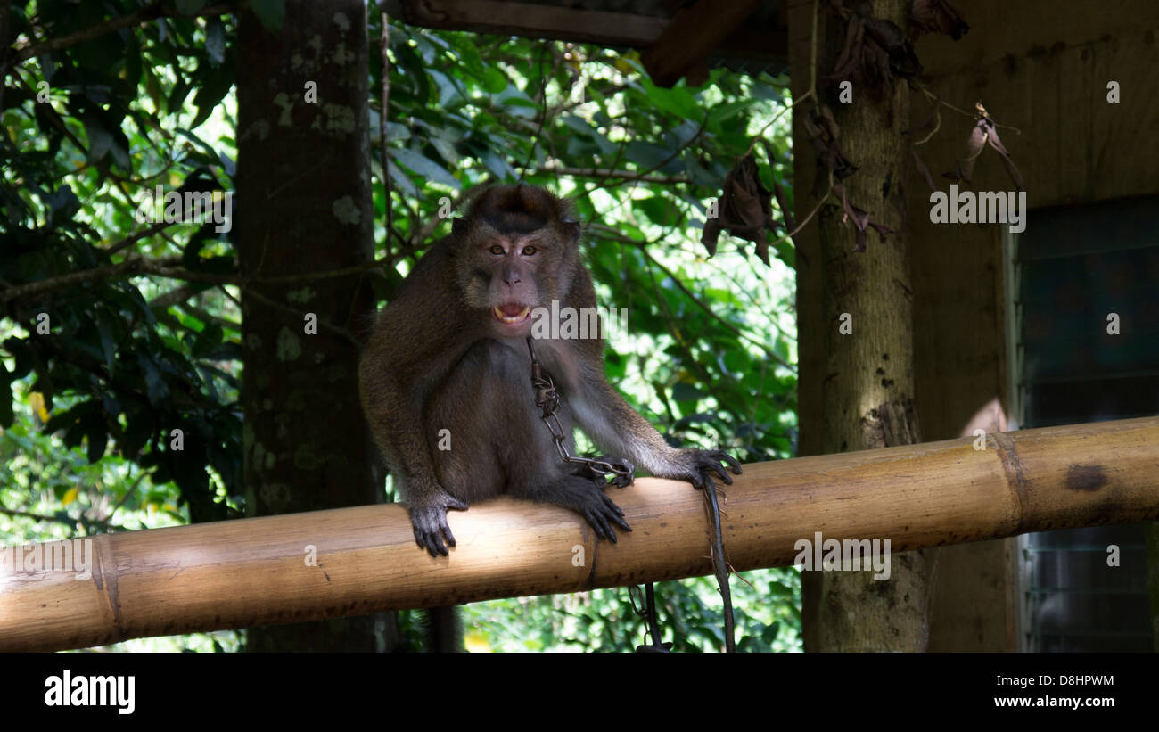 Singe prisonnier de la chaîne. Banque D'Images