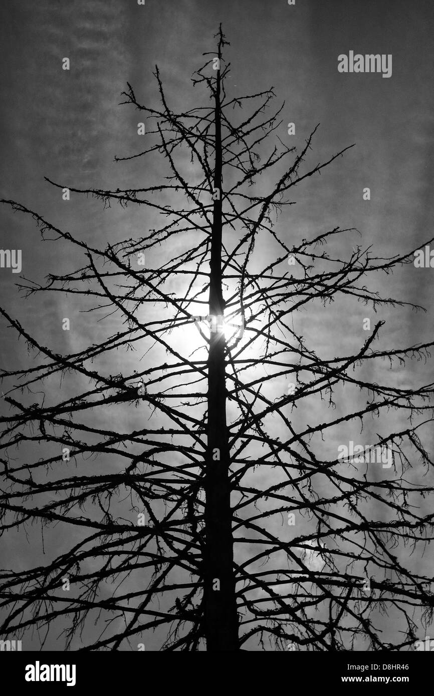 Soleil derrière l’arbre Banque D'Images