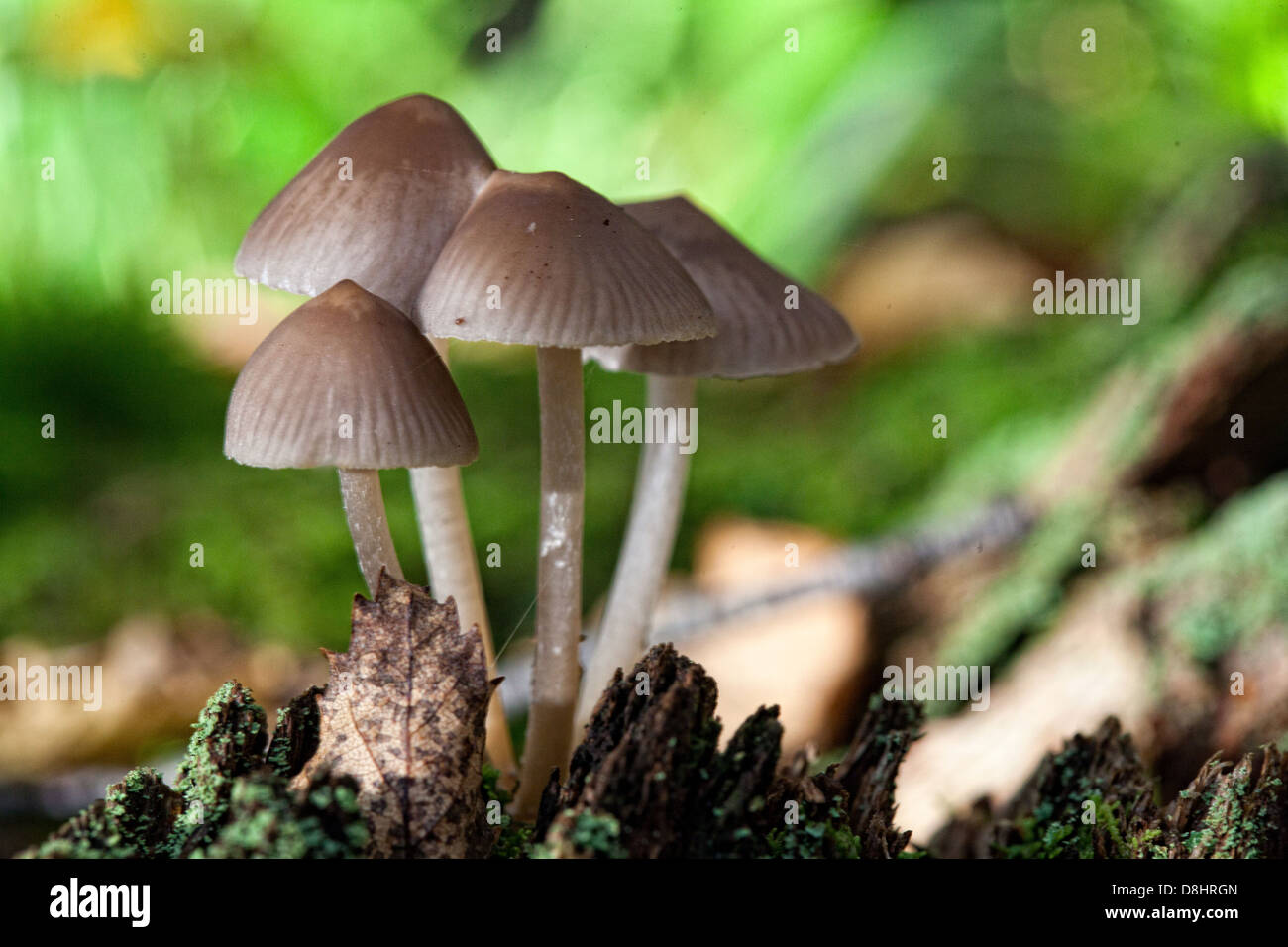 Forêt champignons, Humbie, East Lothian, Ecosse EH36 5PJ Banque D'Images