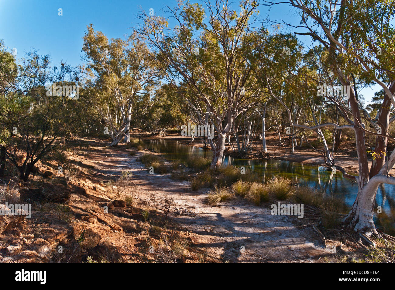 WINDICH SPRINGS, l'eau N° 4a, CANNING STOCK ROUTE, grand désert de sable, de l'Australie-Occidentale, Australie Banque D'Images