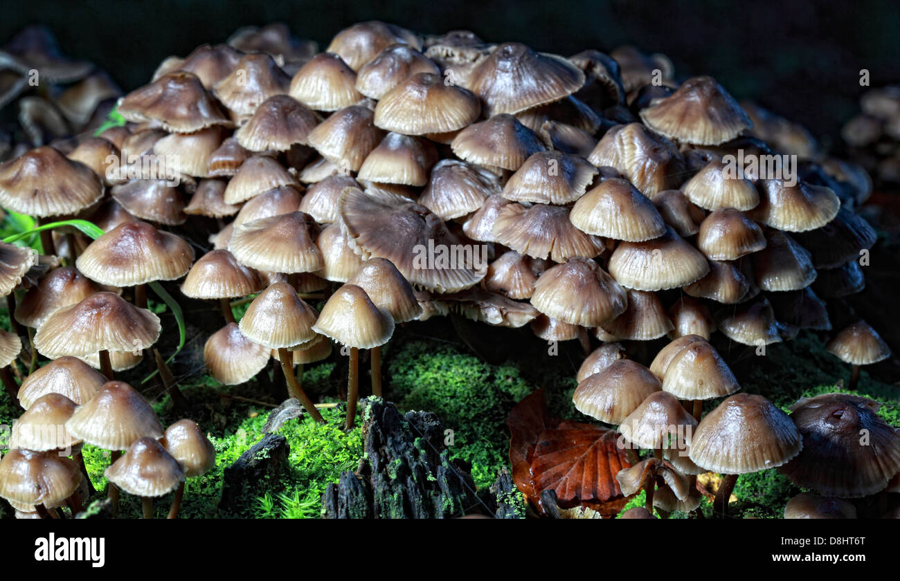 Forêt champignons, Humbie, East Lothian, Ecosse EH36 5PJ Banque D'Images