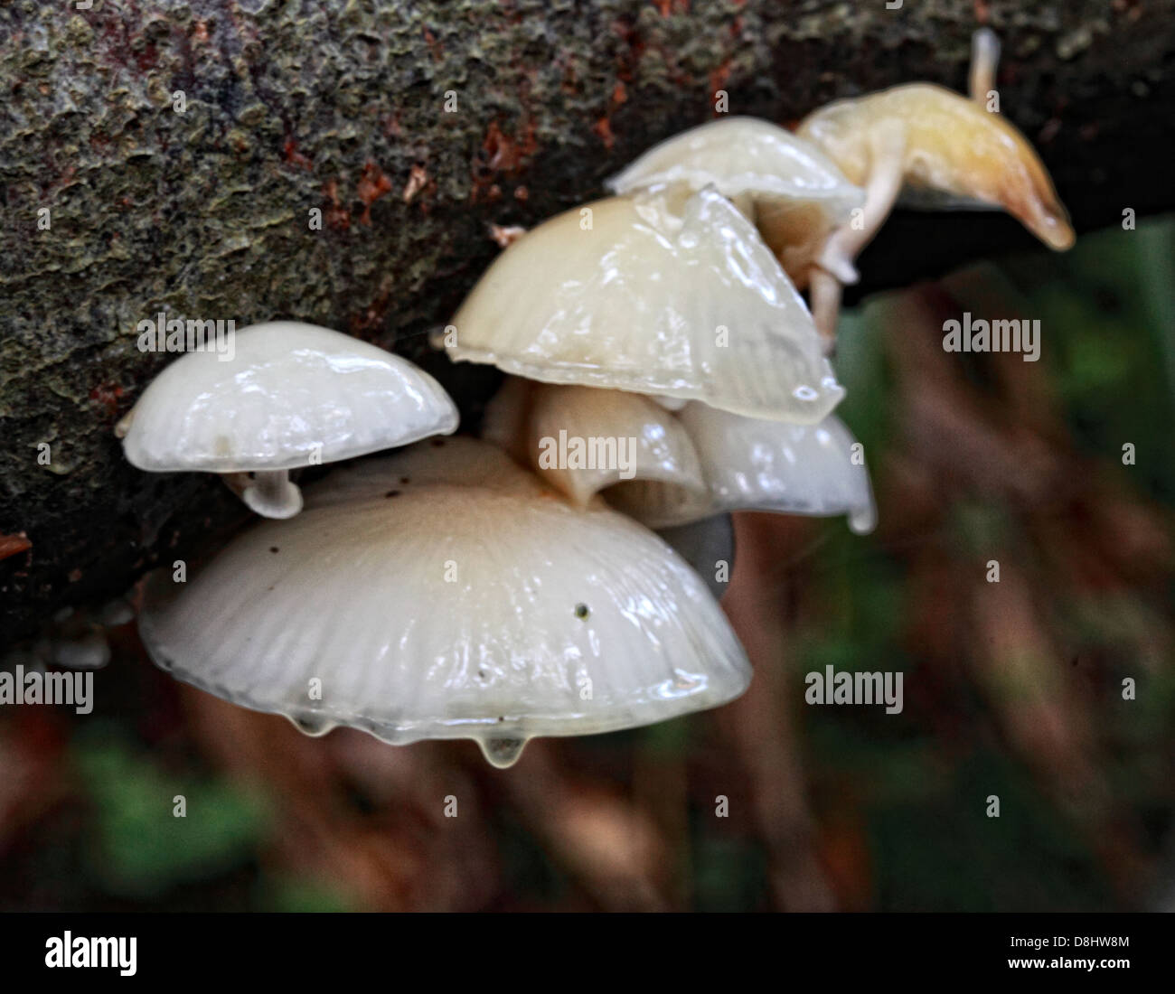 Forêt champignons, Humbie, East Lothian, Ecosse EH36 5PJ Banque D'Images