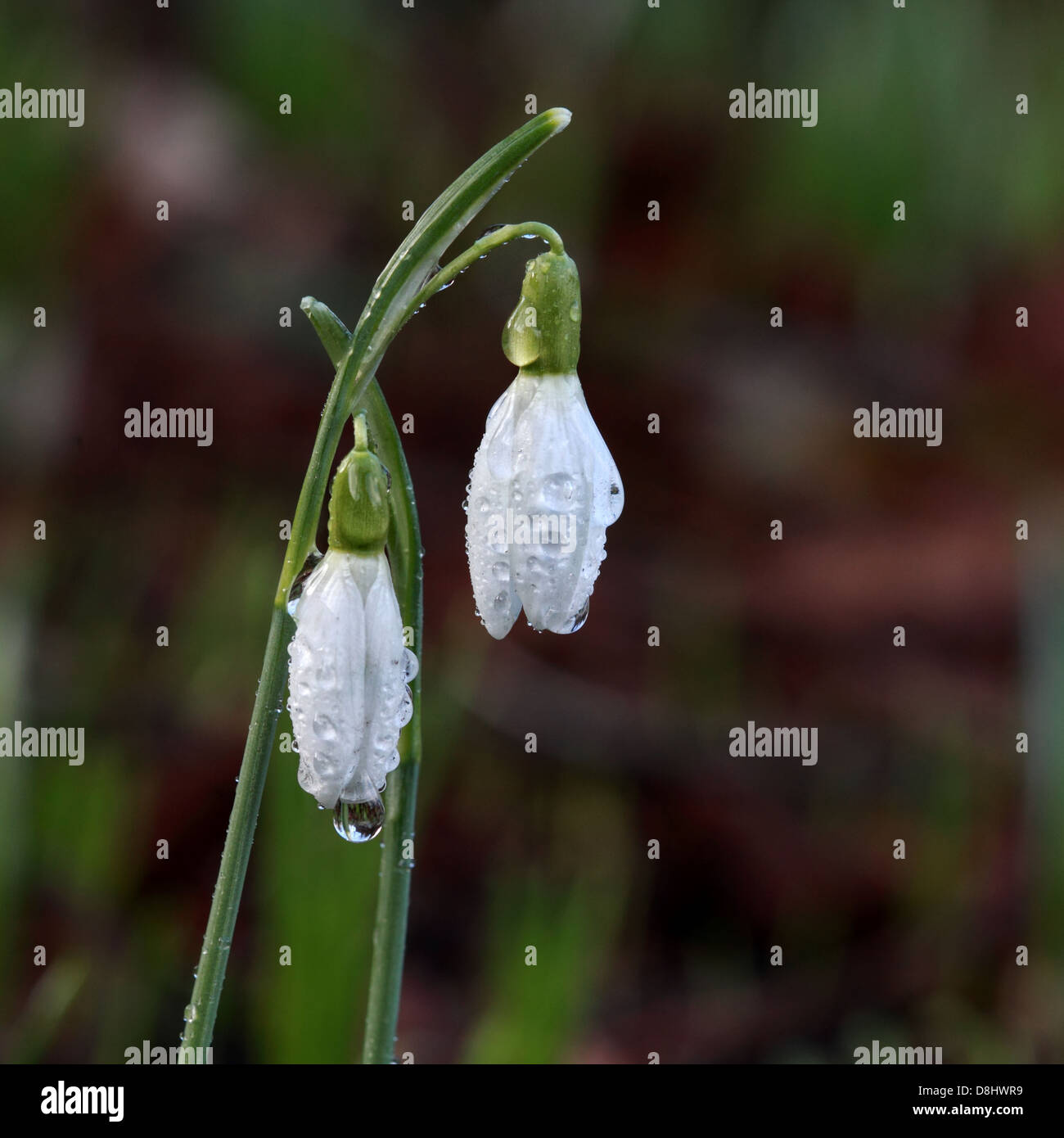 Perce-neige blanche anglaise dans la rosée du matin Cheshire, Angleterre, Royaume-Uni Banque D'Images
