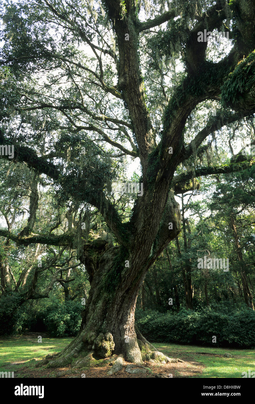 Elk283-4330v, Louisiane, Avery Island Jungle Gardens, Live Oak tree Banque D'Images