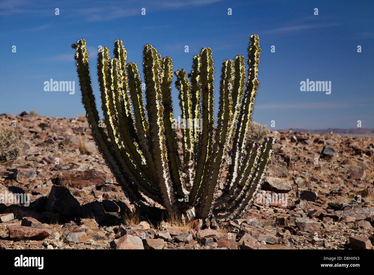 Cactus, Fish River Canyon, le sud de la Namibie, l'Afrique Banque D'Images