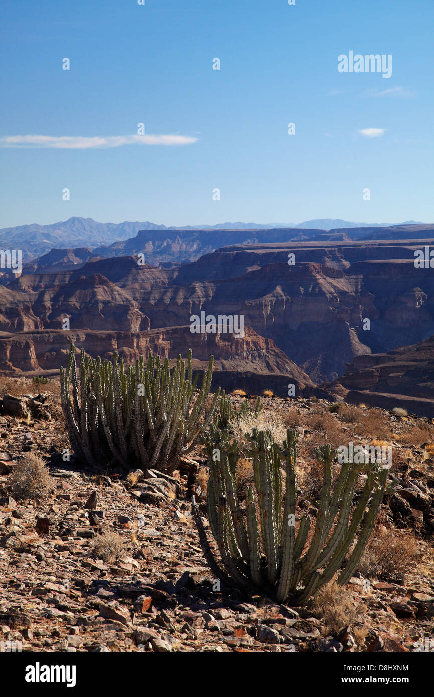 Cactus, Fish River Canyon, le sud de la Namibie, l'Afrique Banque D'Images