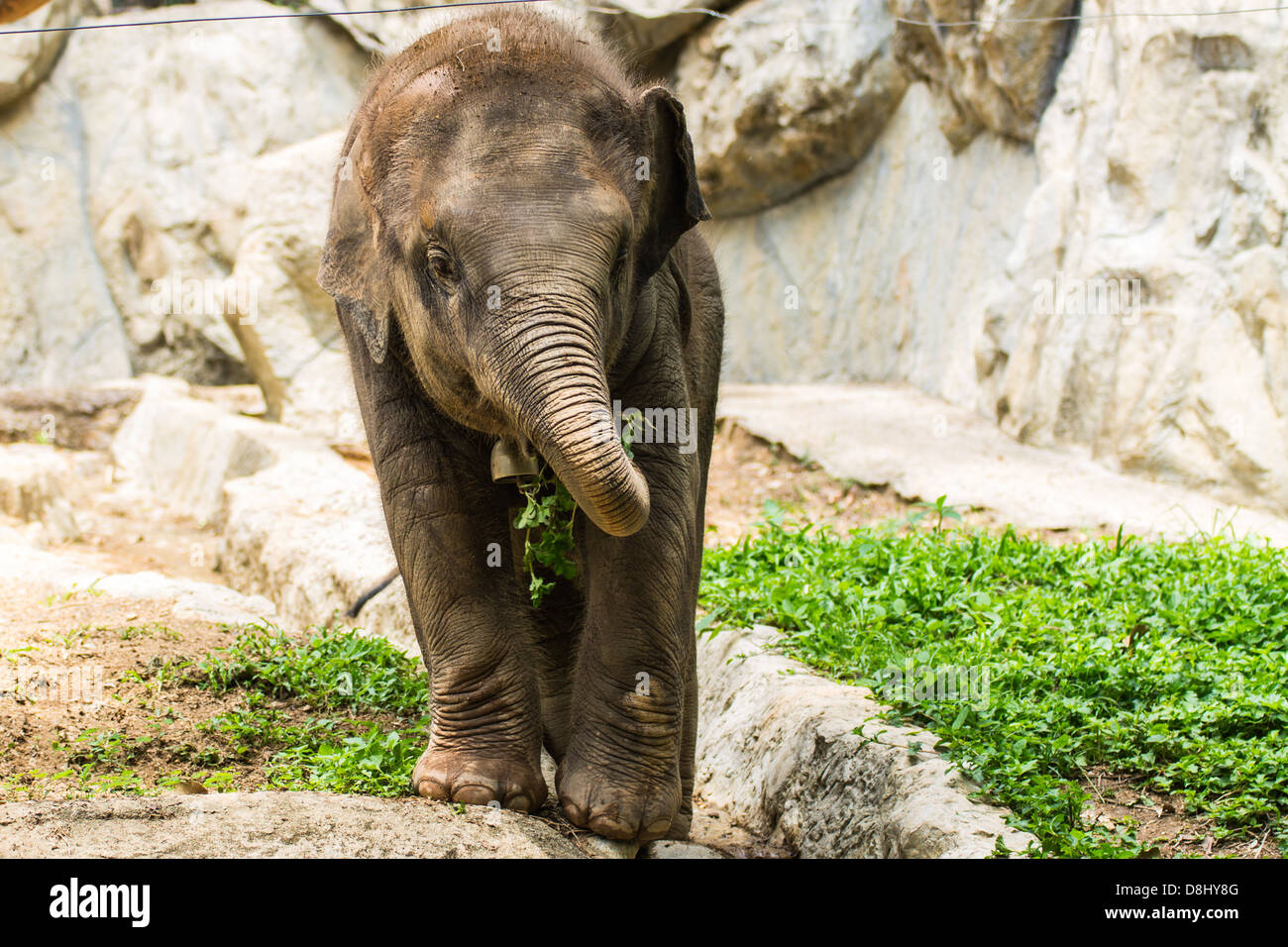 Bébé éléphant dans le Zoo de Chiang Mai , Thaïlande Banque D'Images