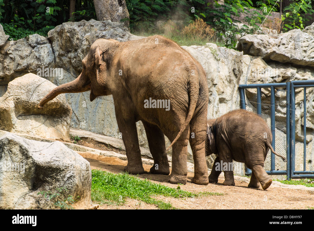 Mère et bébé éléphant au zoo de Chiangmai , Thaïlande Banque D'Images