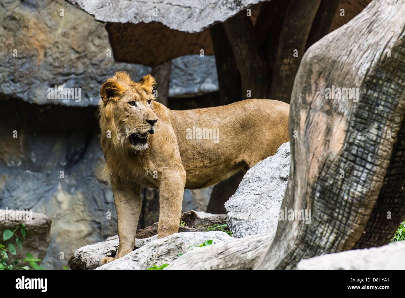 Dans Lion Zoo de Chiangmai , Thaïlande Banque D'Images