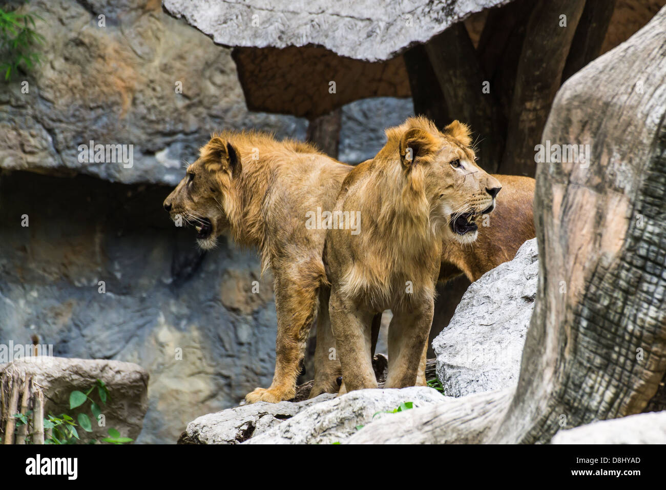 Deux Lion à Chiangmai Zoo , Thaïlande Banque D'Images