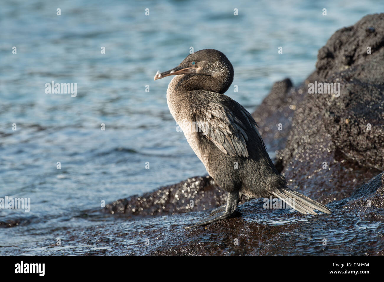 Stock photo d'un cormoran aptère debout au bord de l'eau, l'île de Fernandina, Galapagos Banque D'Images