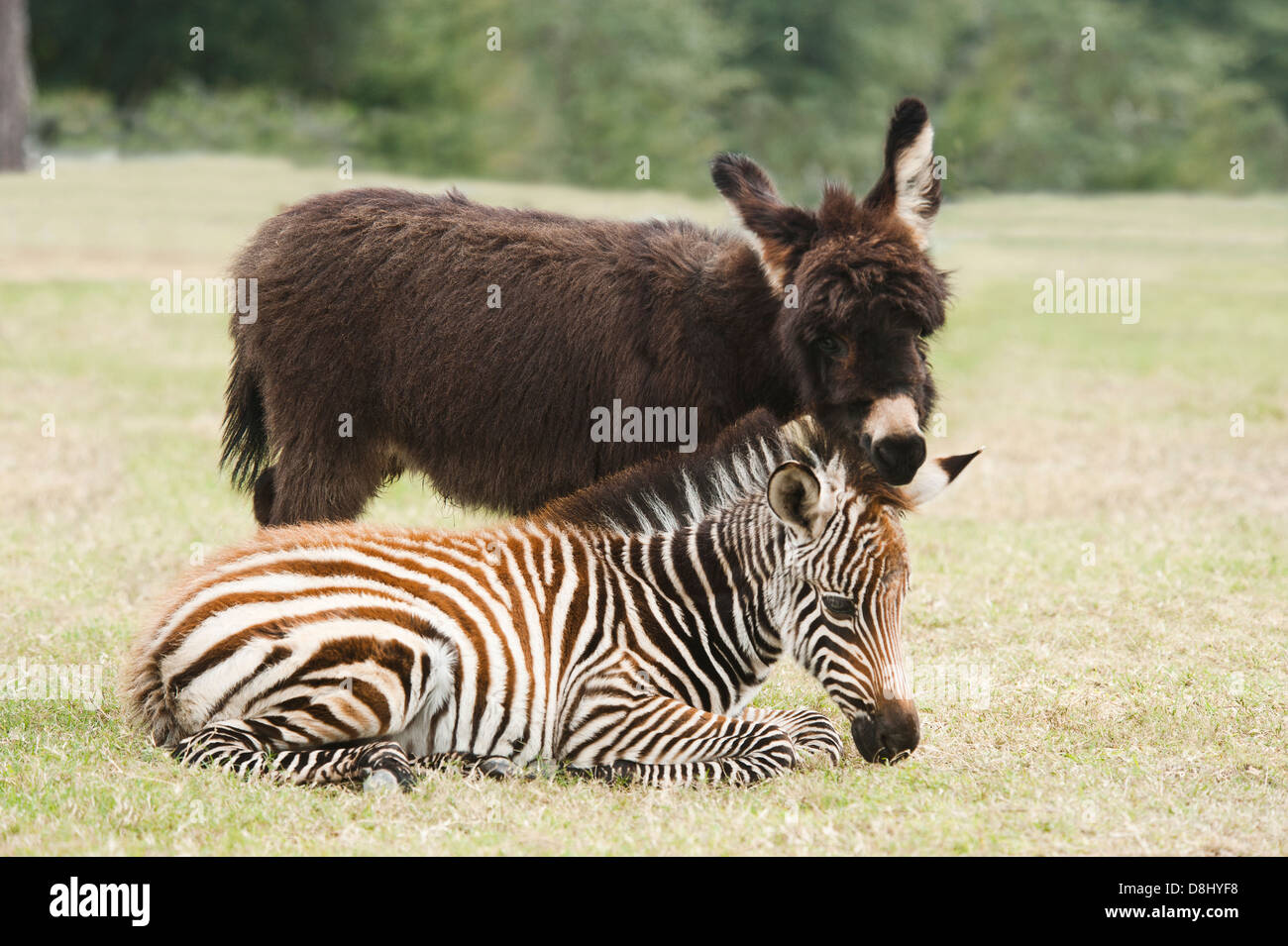 6 semaine Grant Zebra foal et Miniature Donkey foal Banque D'Images